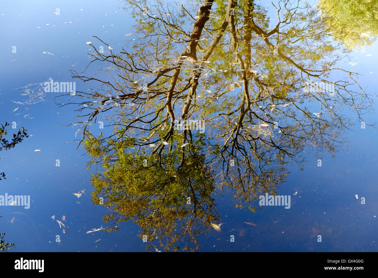 Le riflessioni di autrum alberi in Ripon Canal vicino a Ripon North Yorkshire, Inghilterra Foto Stock
