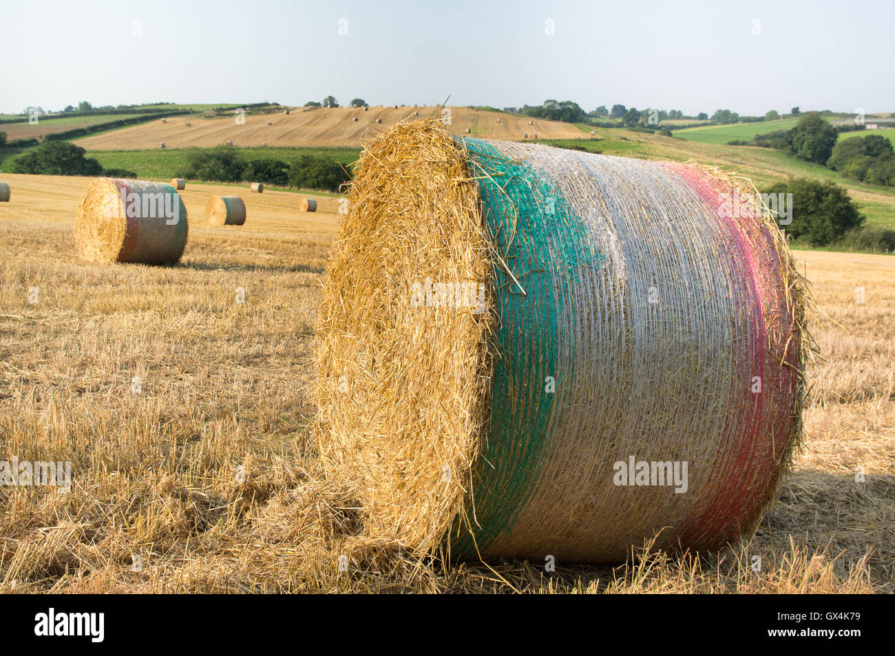 Round delle balle di paglia con il netting, paglia è un agricolo sottoprodotto, i gambi secchi di cereali e piante, dopo la granella e la pula h Foto Stock