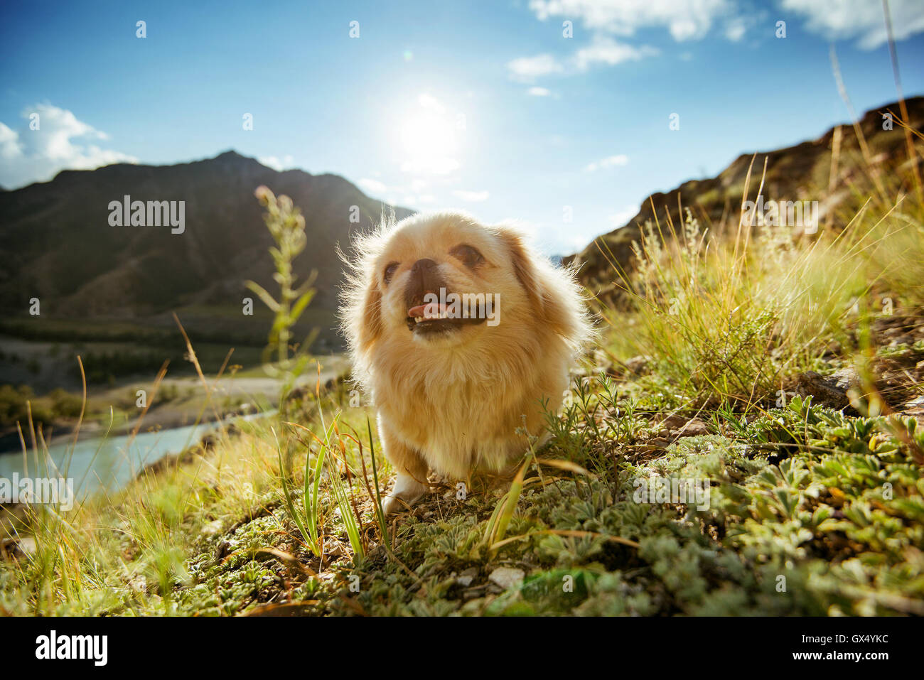 Animali divertenti dog pekingese montagne Foto Stock