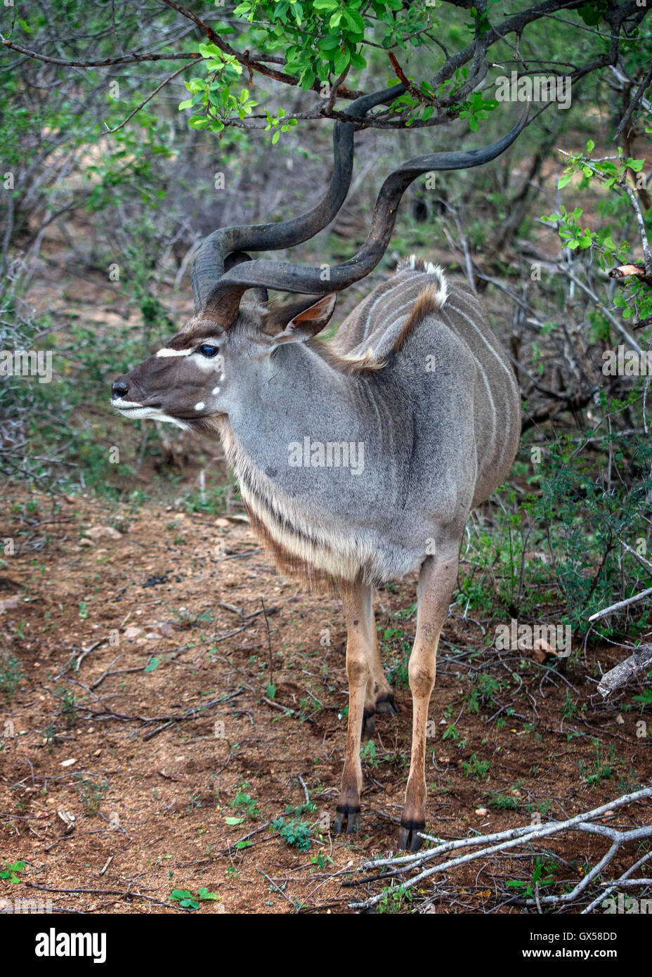 Un Kudu piedi tra gli alberi in Krueger National Park, Sud Africa Foto Stock