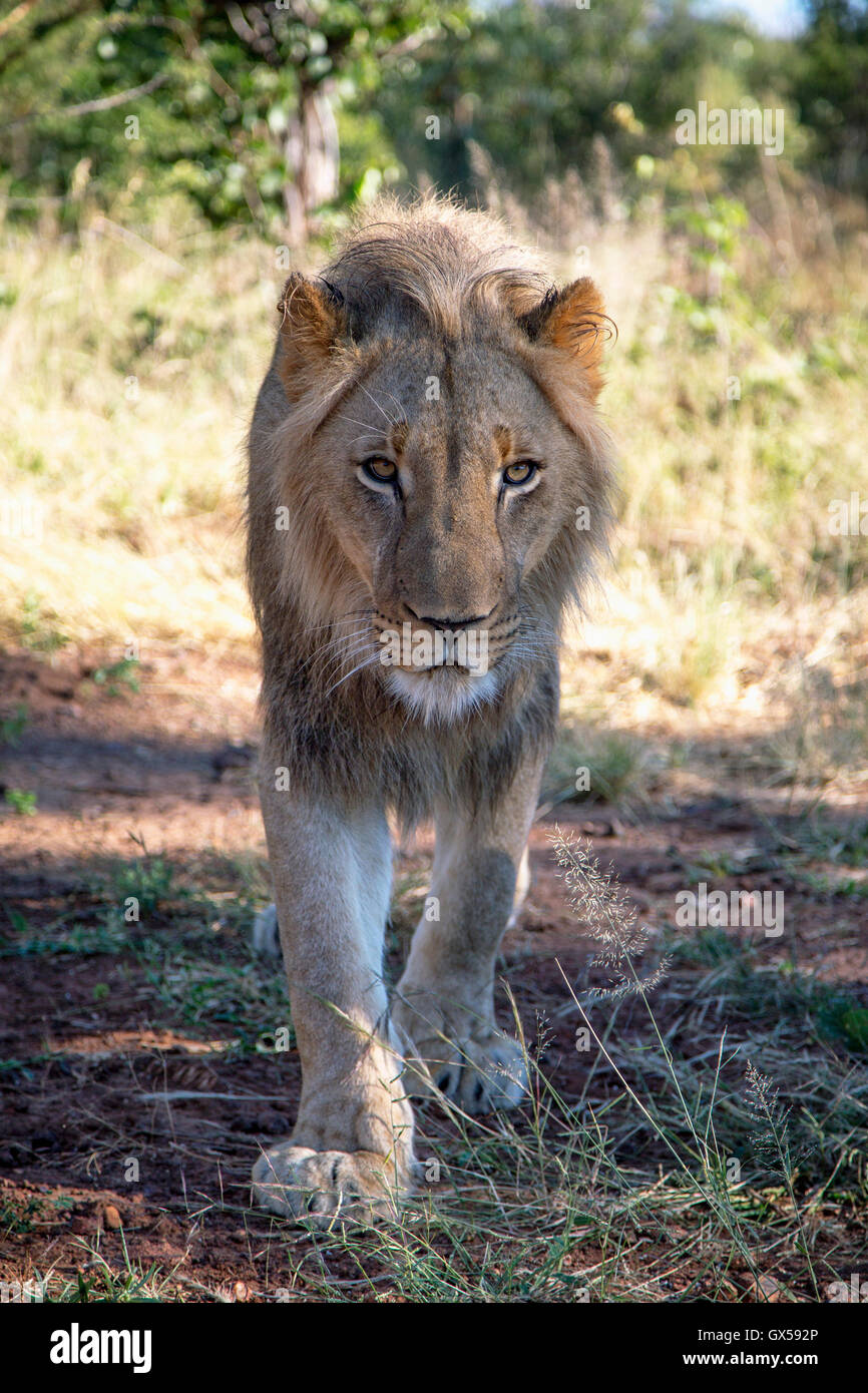 Adolescente di sesso maschile lion camminando giù per un sentiero in Victoria Falls, Zimbabwe Foto Stock