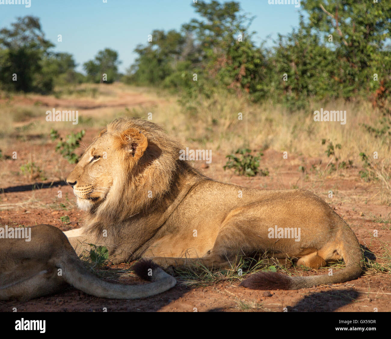 Un adolescente di sesso maschile lion sdraiato in Victoria Falls, Zimbabwe Foto Stock