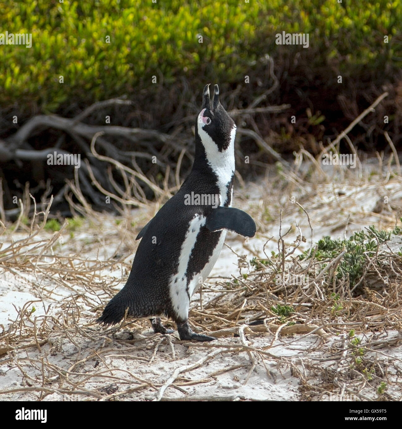 Un pinguino africano a piedi lungo la spiaggia di Boulder Beach, Sud Africa Foto Stock