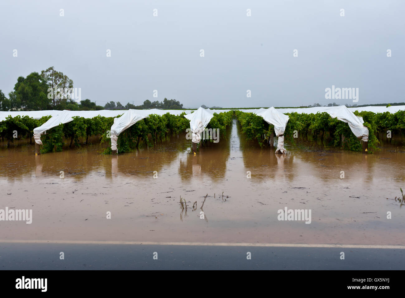 Unseasonal pesanti piogge causano inondazioni nella parte pianeggiante e vigneti, Mildura, febbraio 2011. Foto Stock