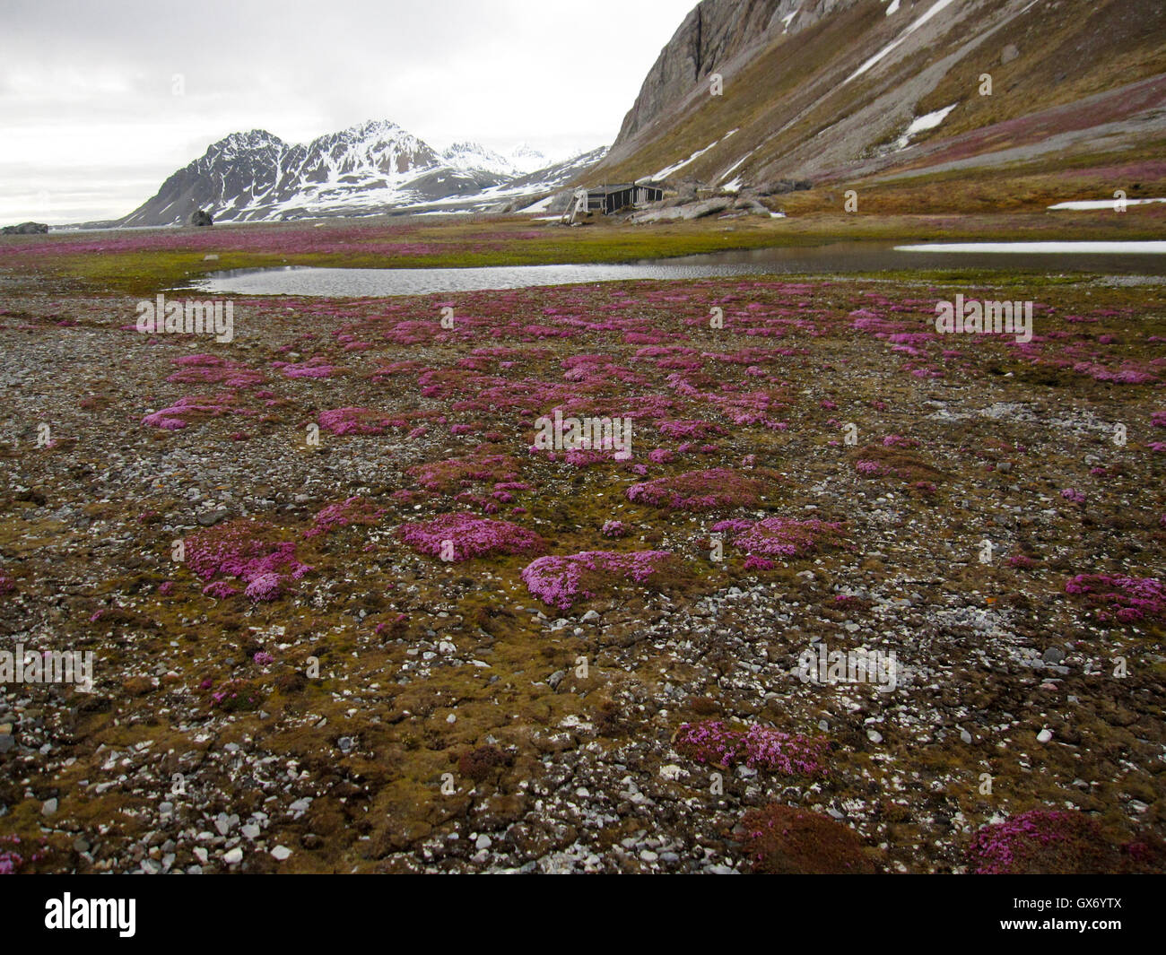 Splendida la tundra riempito con moss campion davanti a vecchi cacciatori capanna a Gnalodden, Hornsund, Svalbard Foto Stock