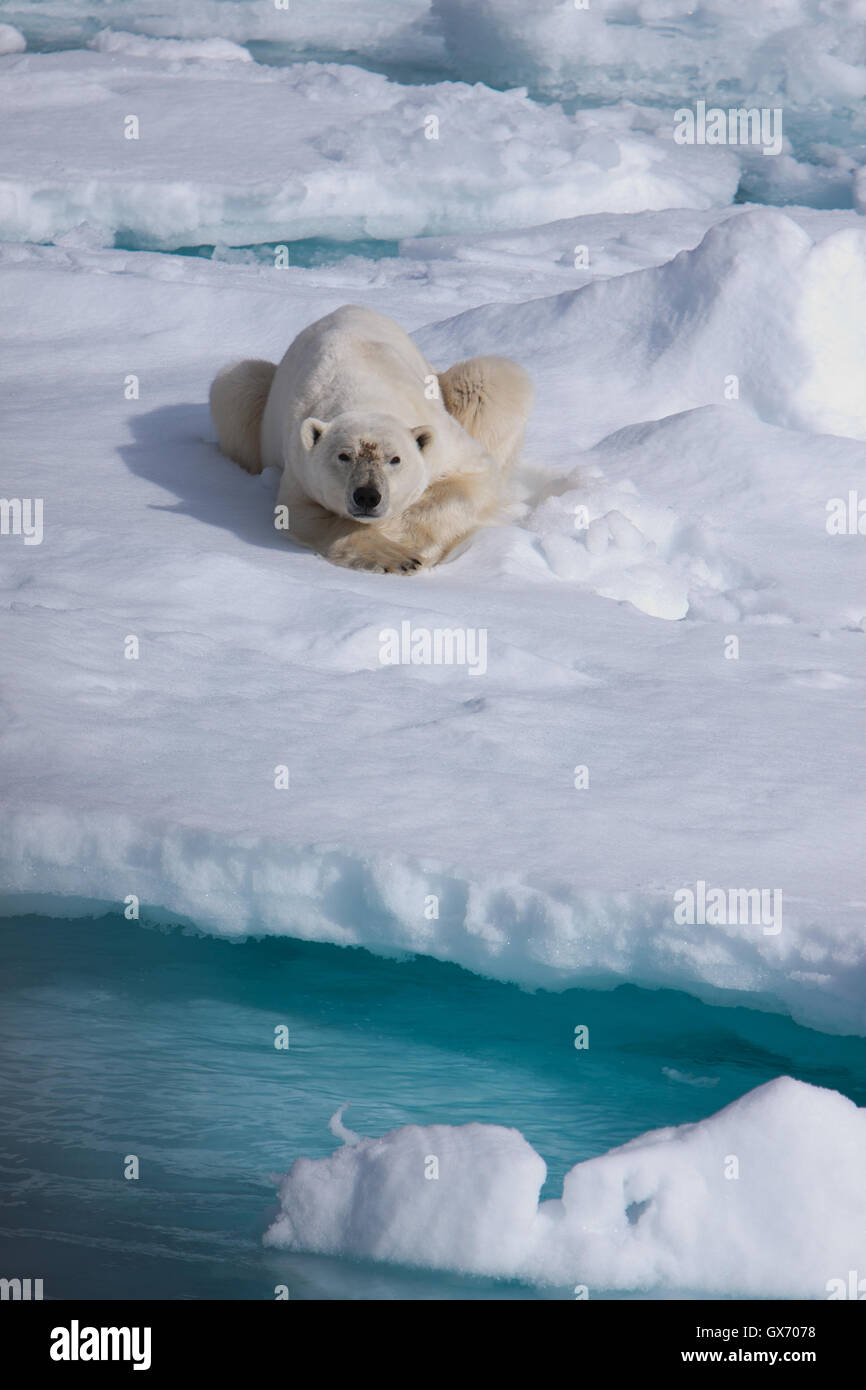 Orso polare in appoggio sul mare di ghiaccio nei pressi di Svalbard, Norvegia Foto Stock