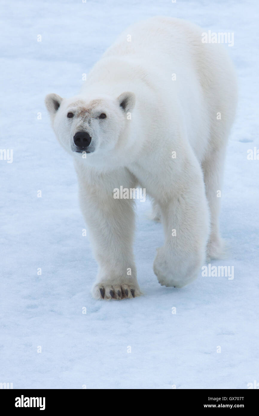 Curioso orso polare sul mare di ghiaccio a nord delle Isole Svalbard, Norvegia Foto Stock