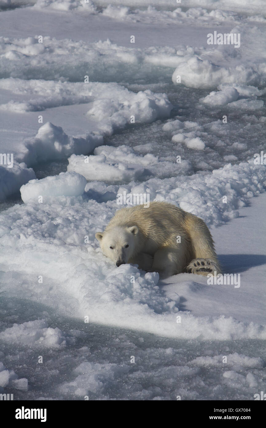 Orso polare in appoggio sul mare di ghiaccio a nord delle Isole Svalbard, Norvegia Foto Stock