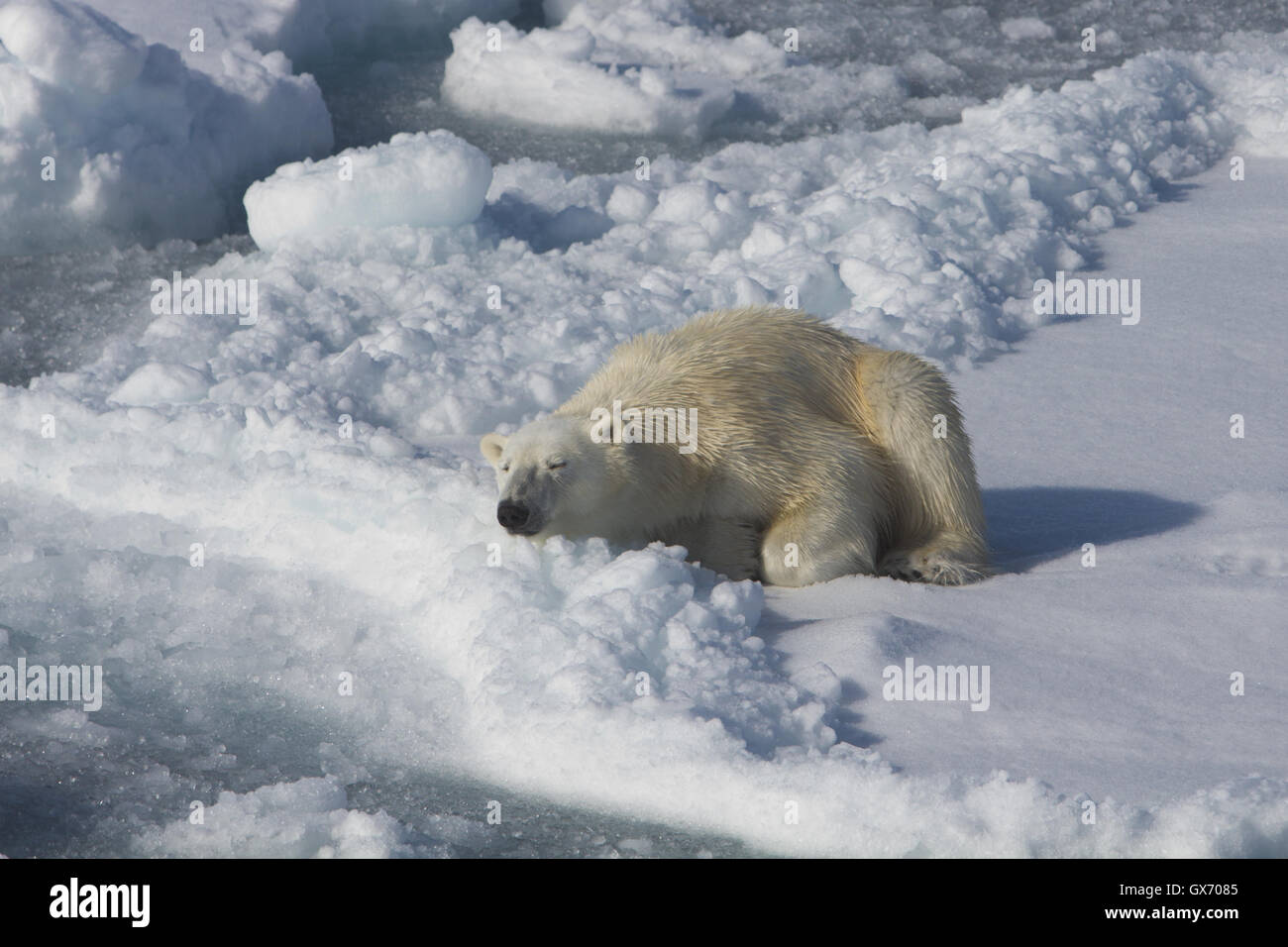 Orso polare in appoggio sul mare di ghiaccio a nord delle Isole Svalbard, Norvegia Foto Stock