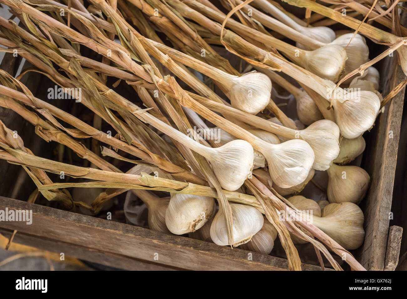 Molte teste di aglio essiccamento in una scatola di legno al mercato Foto Stock