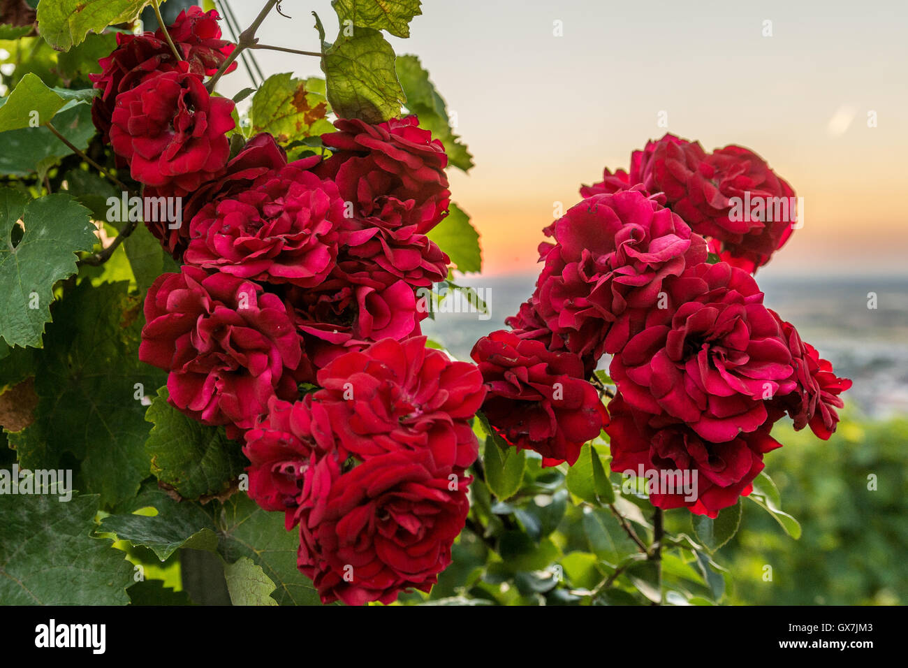 Molte rose rosse al tramonto nei vigneti Foto Stock