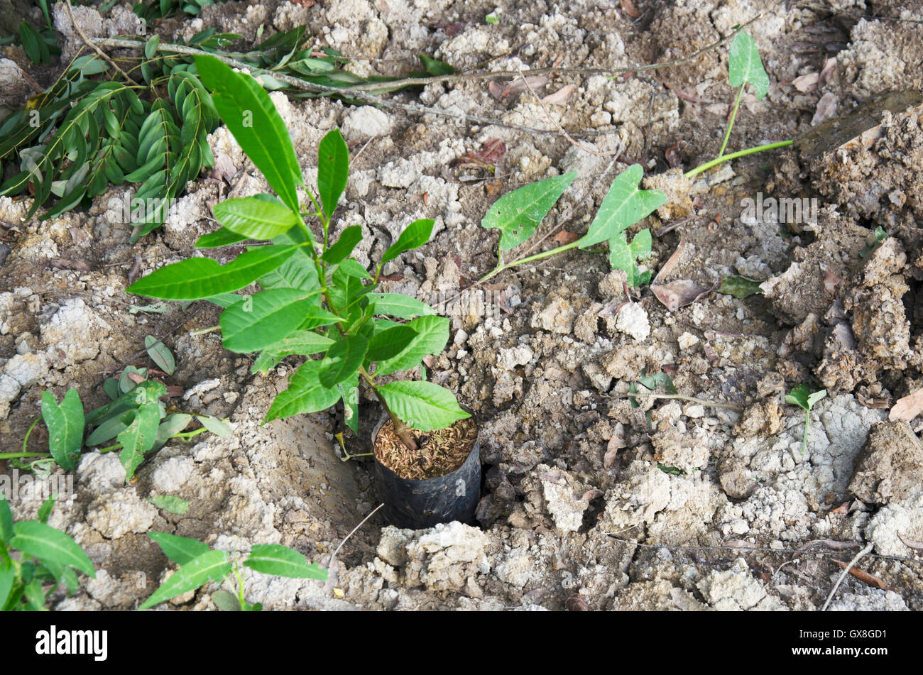 Preparare la piantagione di alberi e crescente caduta di vegetali nel foro in corrispondenza del giardino nel tempo del tramonto in Phatthalung, Thailandia. Foto Stock