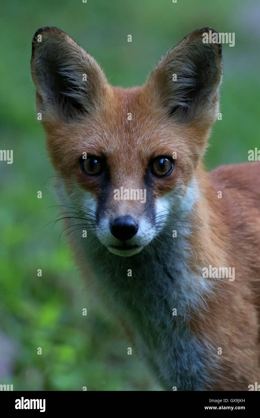 Ritratto di Twig Red Fox Foto Stock