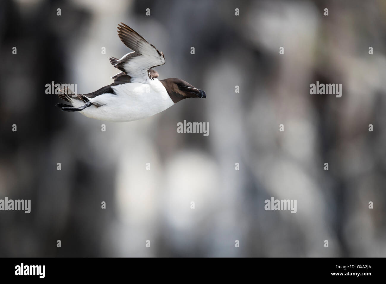 Razorbill (Alca Torda) in volo; Isola di maggio, Scotland Regno Unito Foto Stock