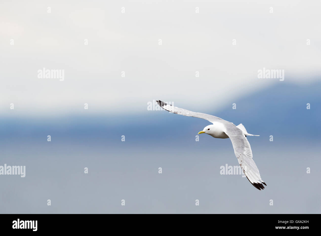 Kittiwake (Rissa tridactyla) in volo; Isola di maggio la Scozia Foto Stock