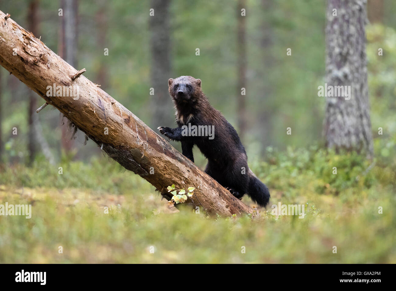 Wolverine (Gulo gulo) circa di arrampicarsi su un albero caduto in una foresta; Viiksimo Finlandia Foto Stock