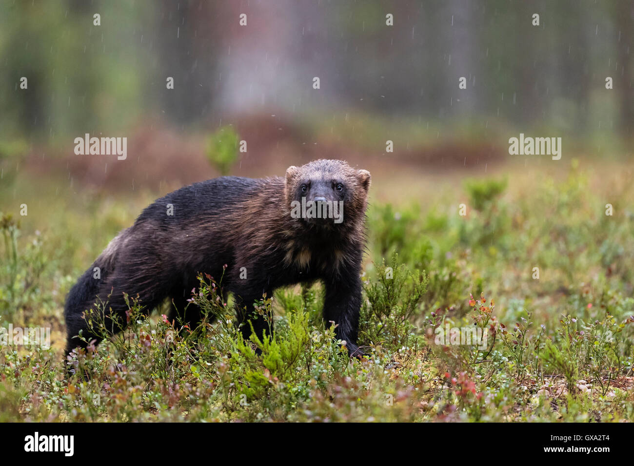 Wolverine (Gulo gulo) in una foresta piovosa ; Viiksimo Finlandia Foto Stock
