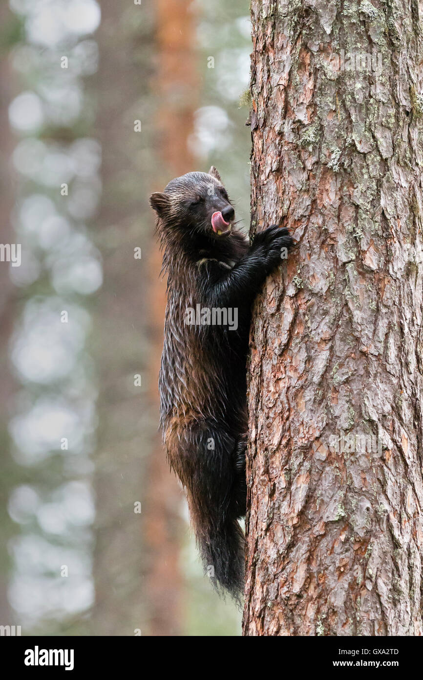 Wolverine (Gulo gulo) sale su un albero e leccare le sue labbra; Viiksimo Finlandia Foto Stock