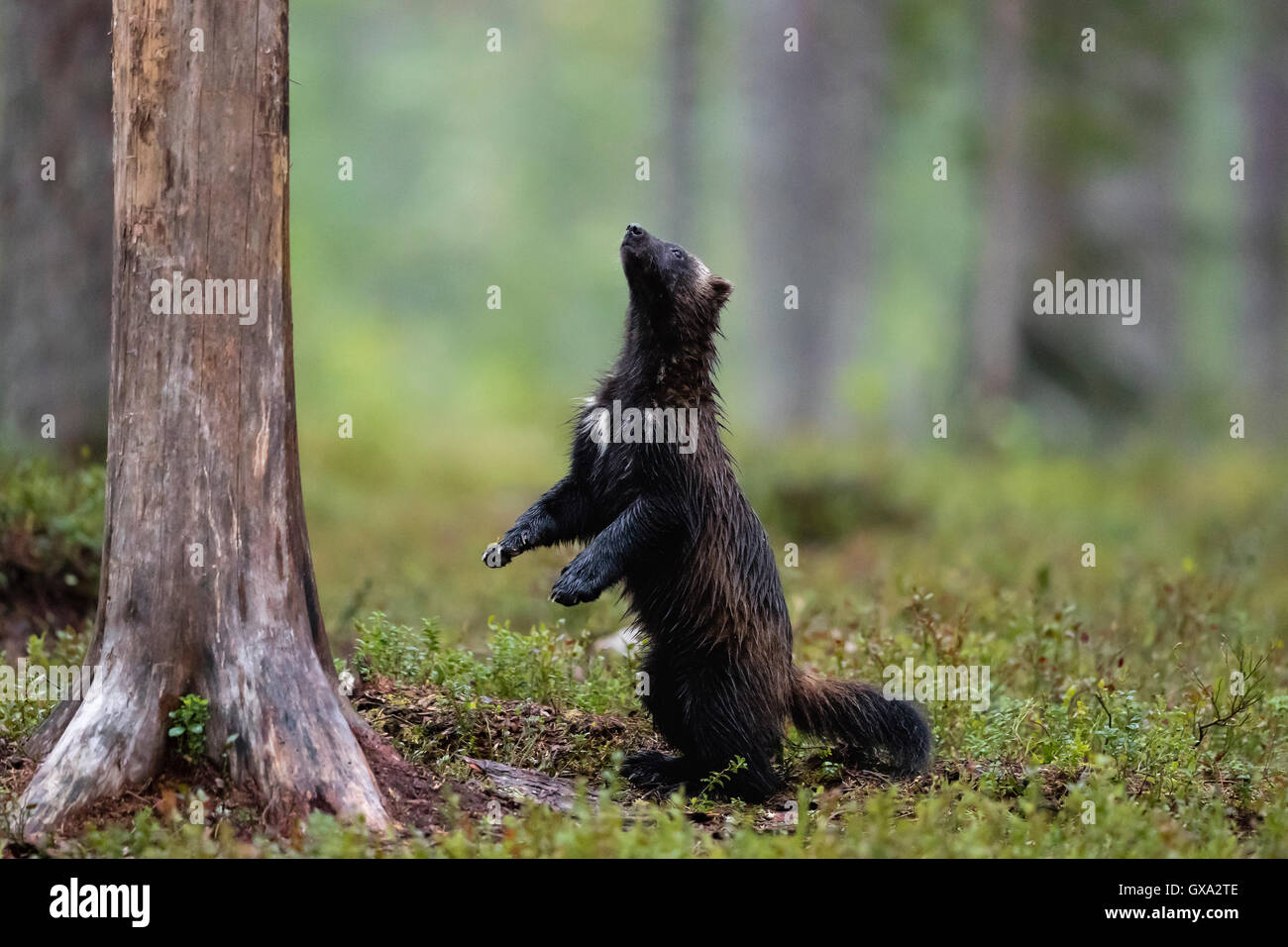 Wolverine (Gulo gulo) cercando fino in corrispondenza di un albero nella foresta; Viiksimo Finlandia Foto Stock
