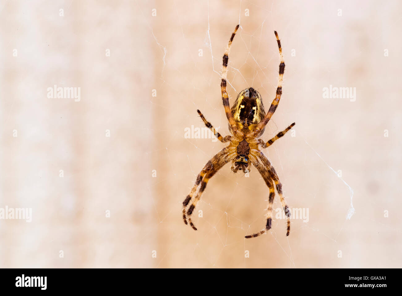 Giardino spider (Araneus diadematus); Bedfordshire England Regno Unito Foto Stock