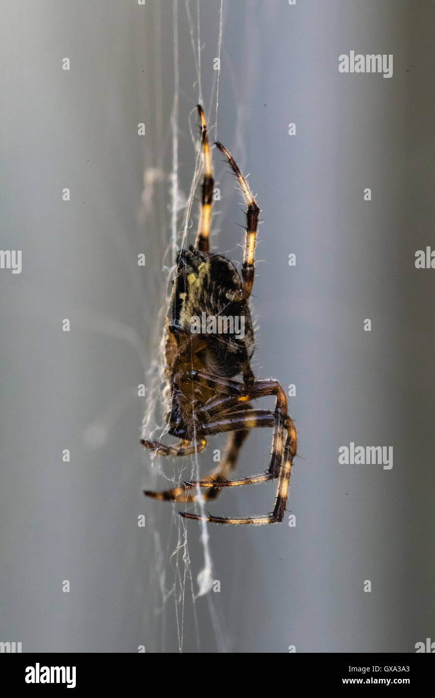 Giardino spider (Araneus diadematus); Bedfordshire England Regno Unito Foto Stock