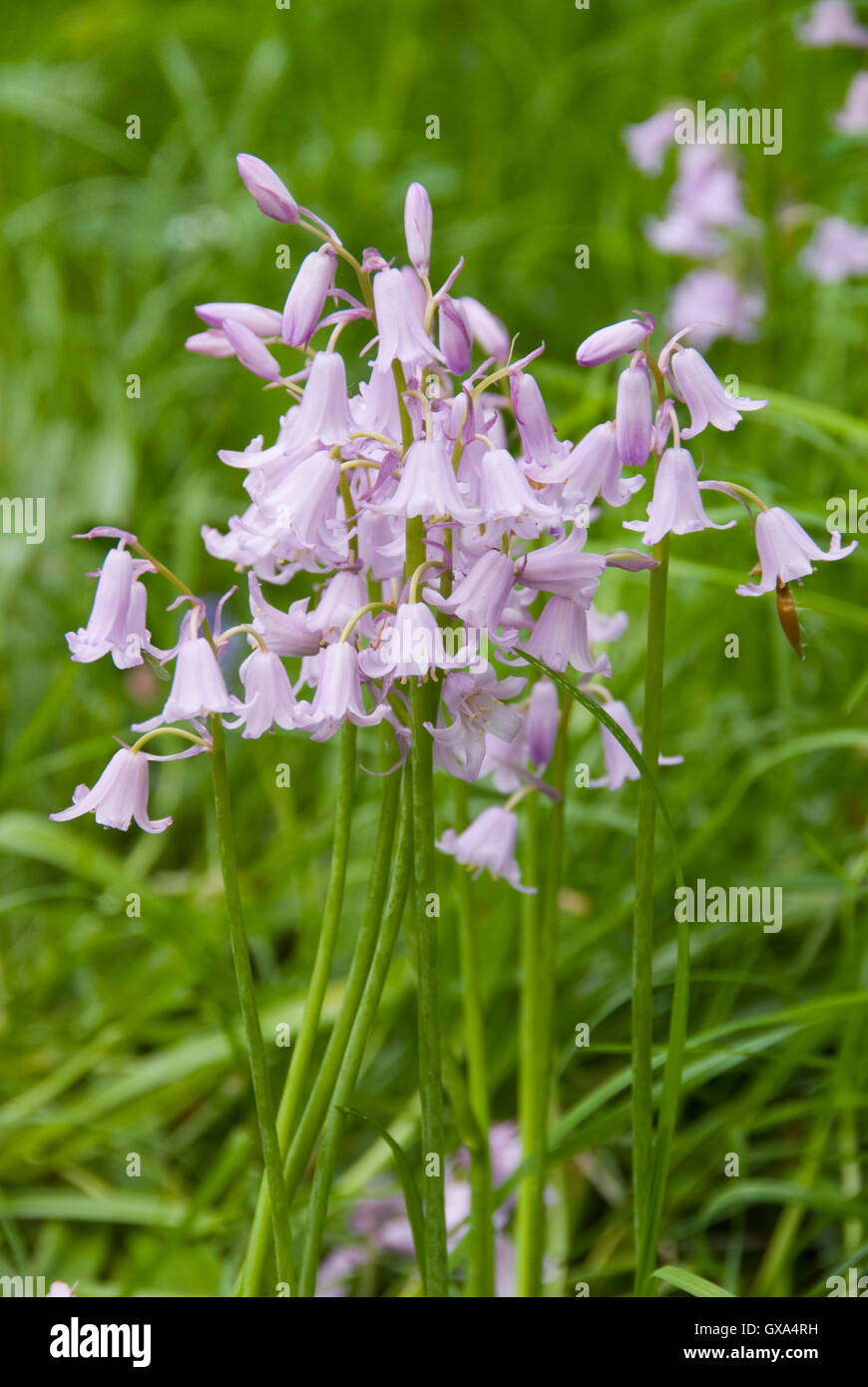 Spagnolo campana di rosa fiori : lo spagnolo Hyacinthoides hispanica è minaccia per la nativa popolazione bluebell, Sheffield, Regno Unito Foto Stock