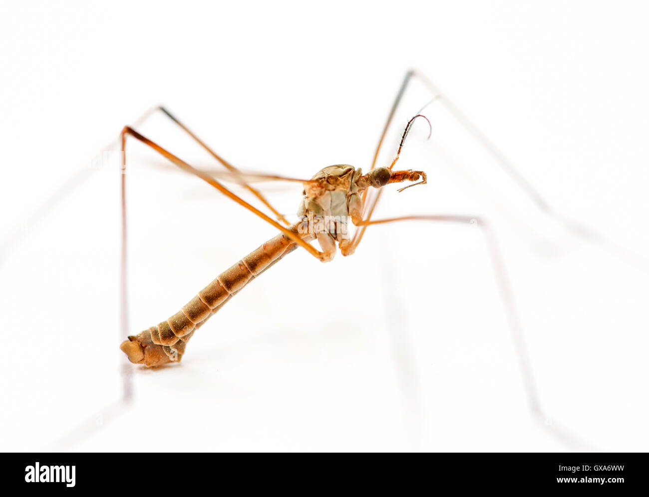 Un daddy-lungo le gambe anche sapere come una gru fly raffigurato in un Regno Unito home Foto Stock