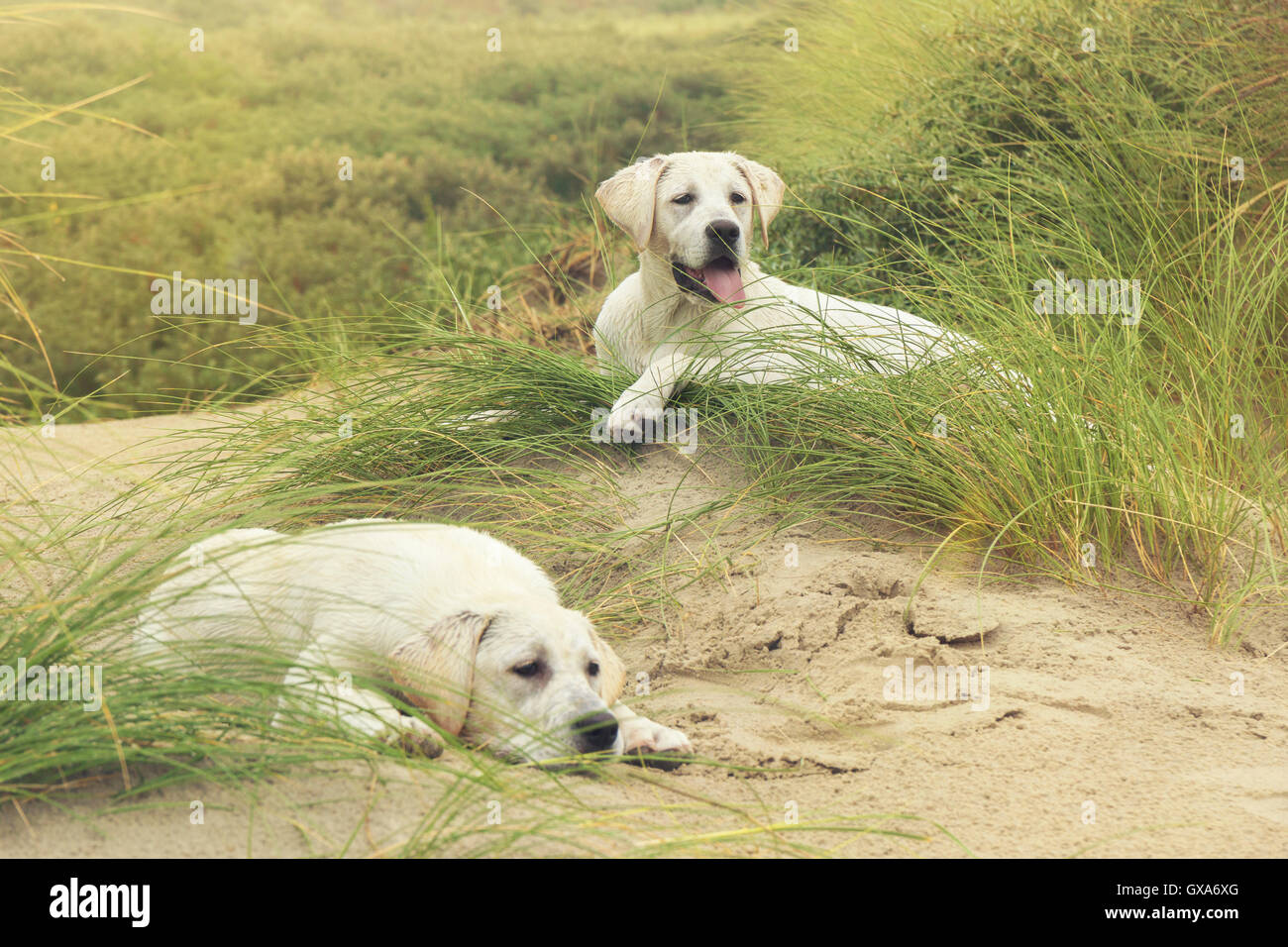 Due graziosi poco labrdor cuccioli di cane sulle dune in spiaggia Foto Stock