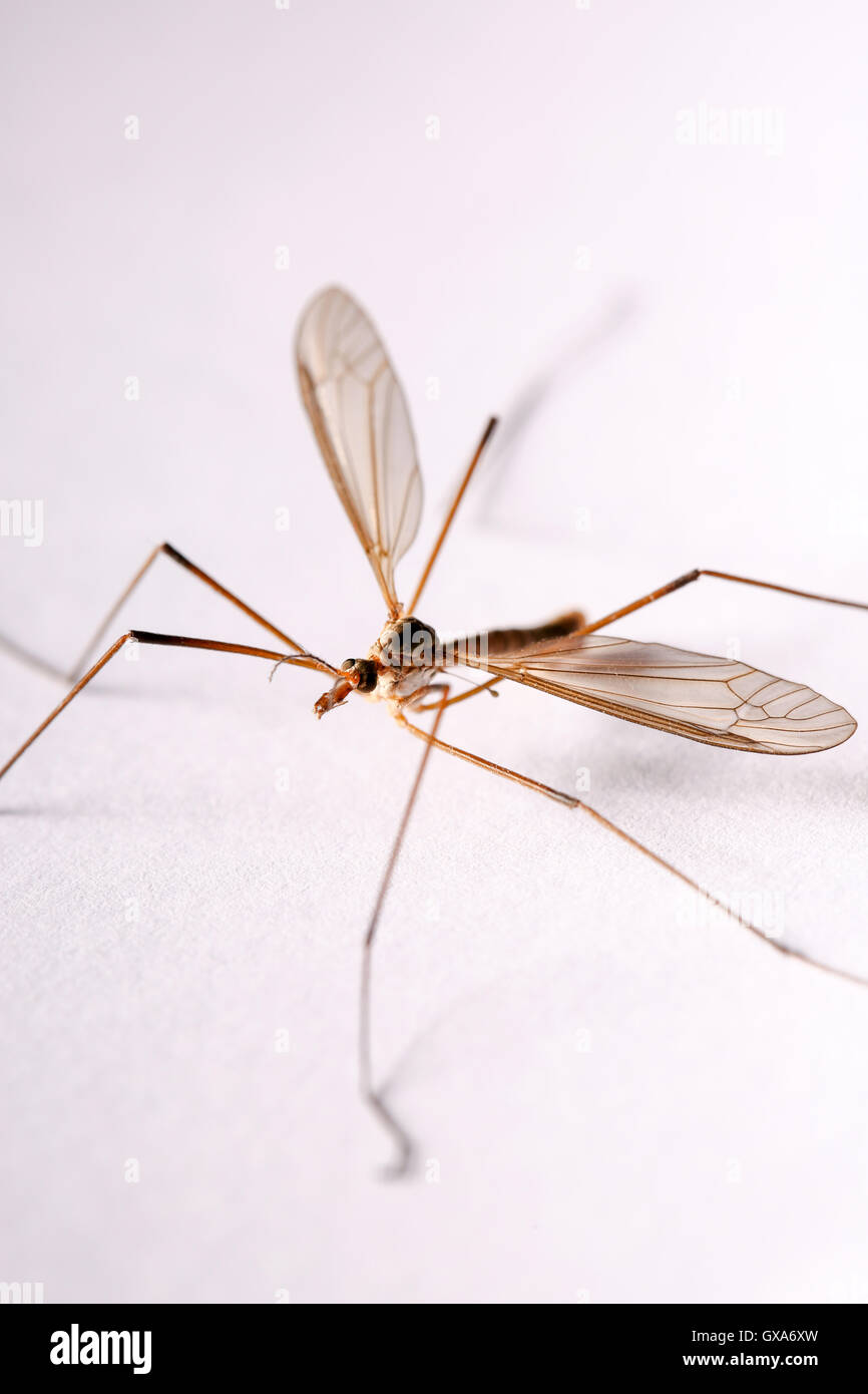 Un daddy-lungo le gambe anche sapere come una gru fly raffigurato in un Regno Unito home Foto Stock