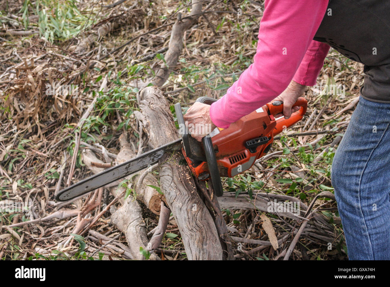 Signora il taglio di un ramo per legna da ardere con orange chainsaw. Foto Stock