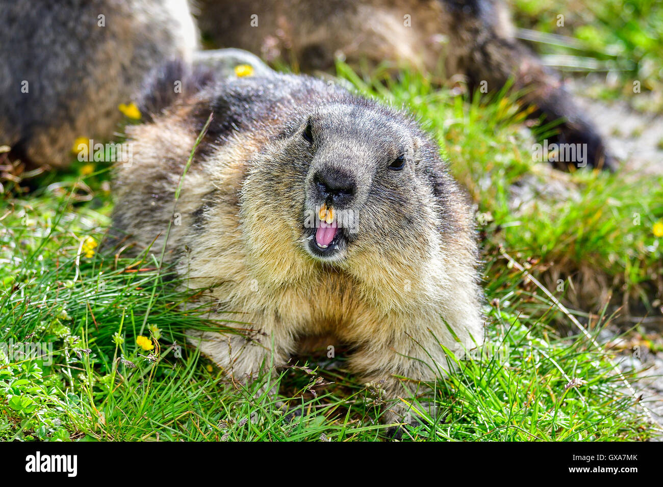 Marmotta alpina Foto Stock