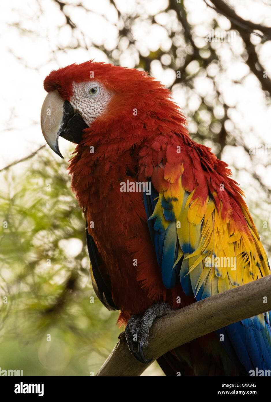 Red Parrot Foto Stock