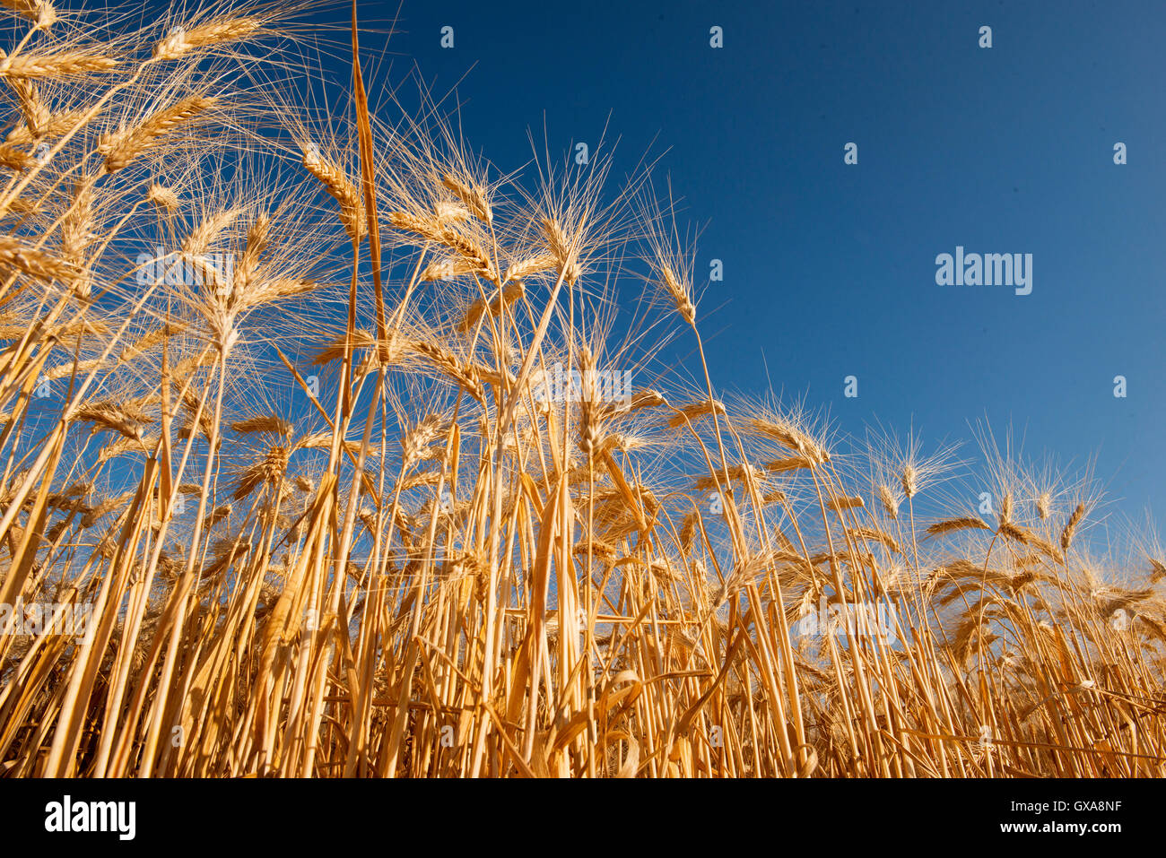 Campo di grano con spighe mature pronte per il raccolto nella luce del tramonto Foto Stock