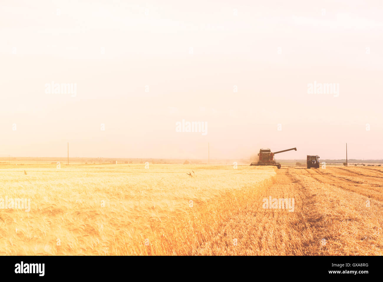 La mietitrebbia per mietere il grano in operazione nel sud Italia campo di grano in Puglia Foto Stock