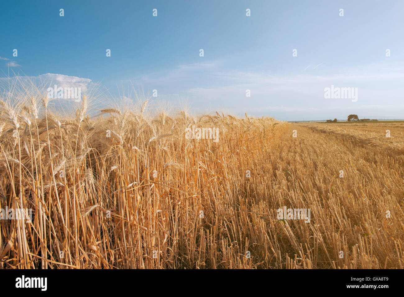 Campo di grano con spighe mature pronte per il raccolto nella luce del tramonto Foto Stock