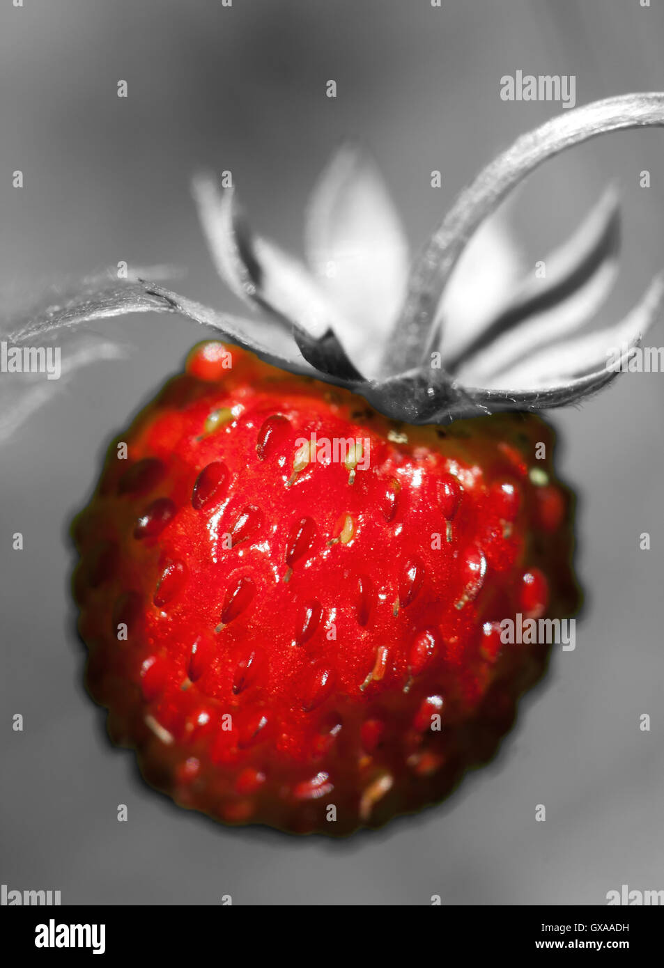 Natura il concetto di ambiente: colorato di rosso Fragole berry closeup crescente tra altre piante nella foresta Foto Stock