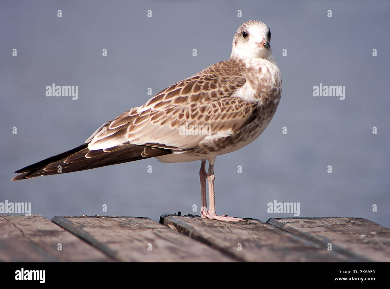 Giovani gabbiano comune (Larus canus) close up. Foto Stock
