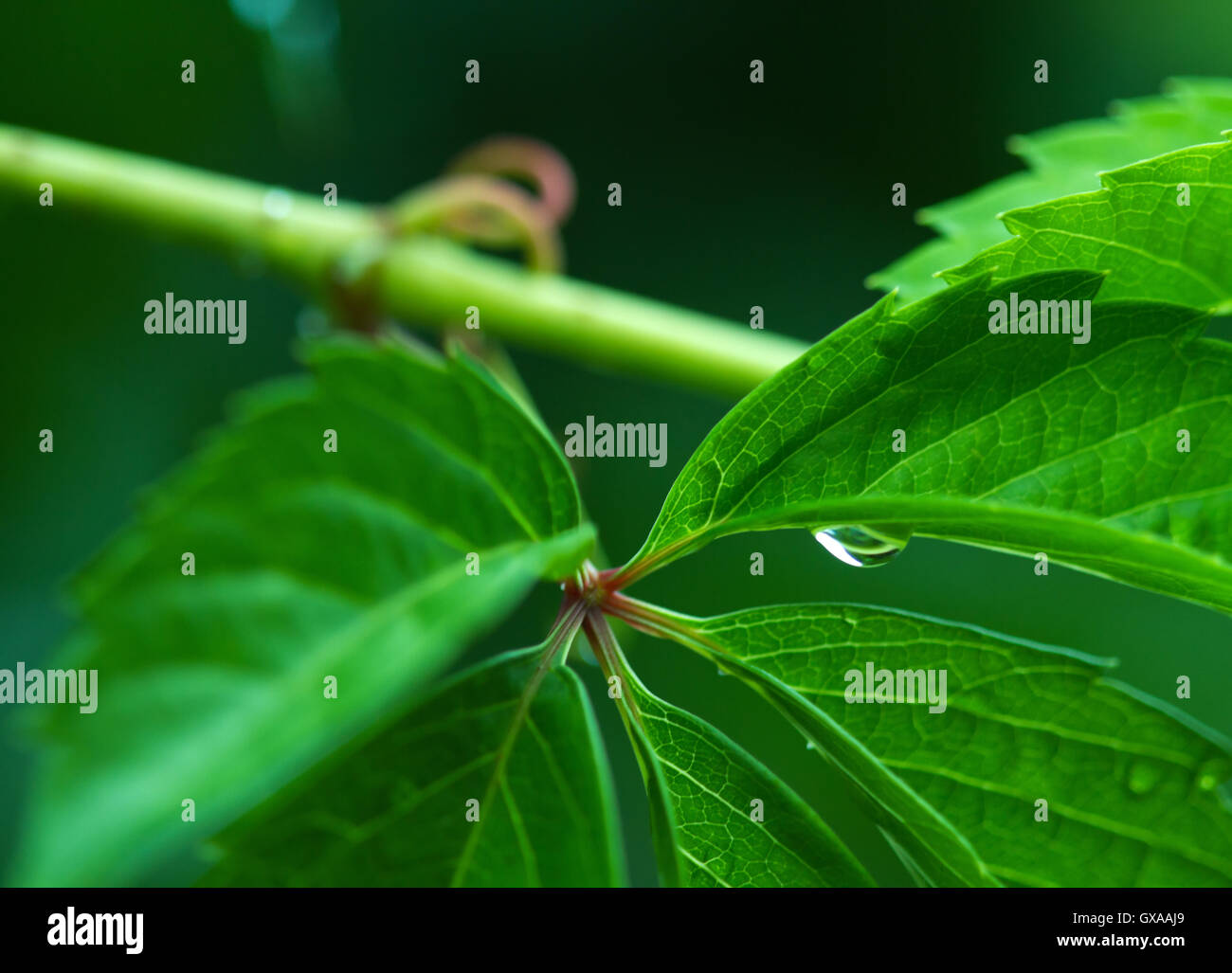 Sullo sfondo della natura: fresco verde foglie di vite da vicino con le gocce di acqua dopo la pioggia parzialmente sfocata. Foto Stock