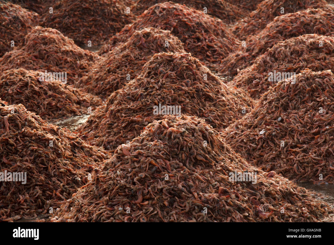 Gamberi giganti in vendita presso Neendakara porto di pescatori, Quilon, Kerala, India, Asia Porto, porto indiano, industria di pesca Foto Stock