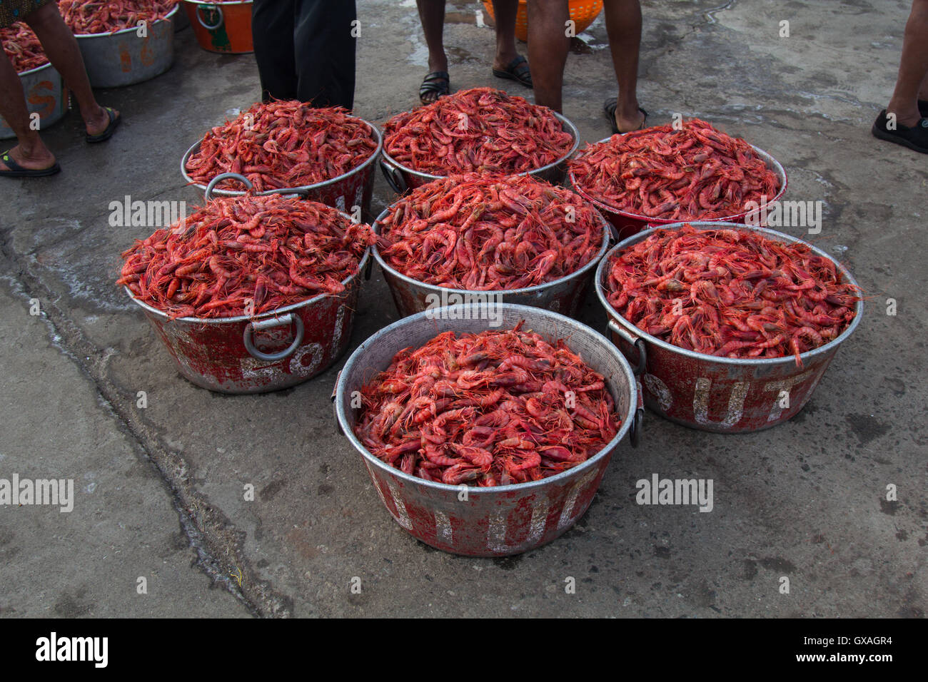 Gamberi giganti in vendita presso Neendakara porto di pescatori, Quilon, Kerala, India, Asia Porto, porto indiano, industria di pesca Foto Stock