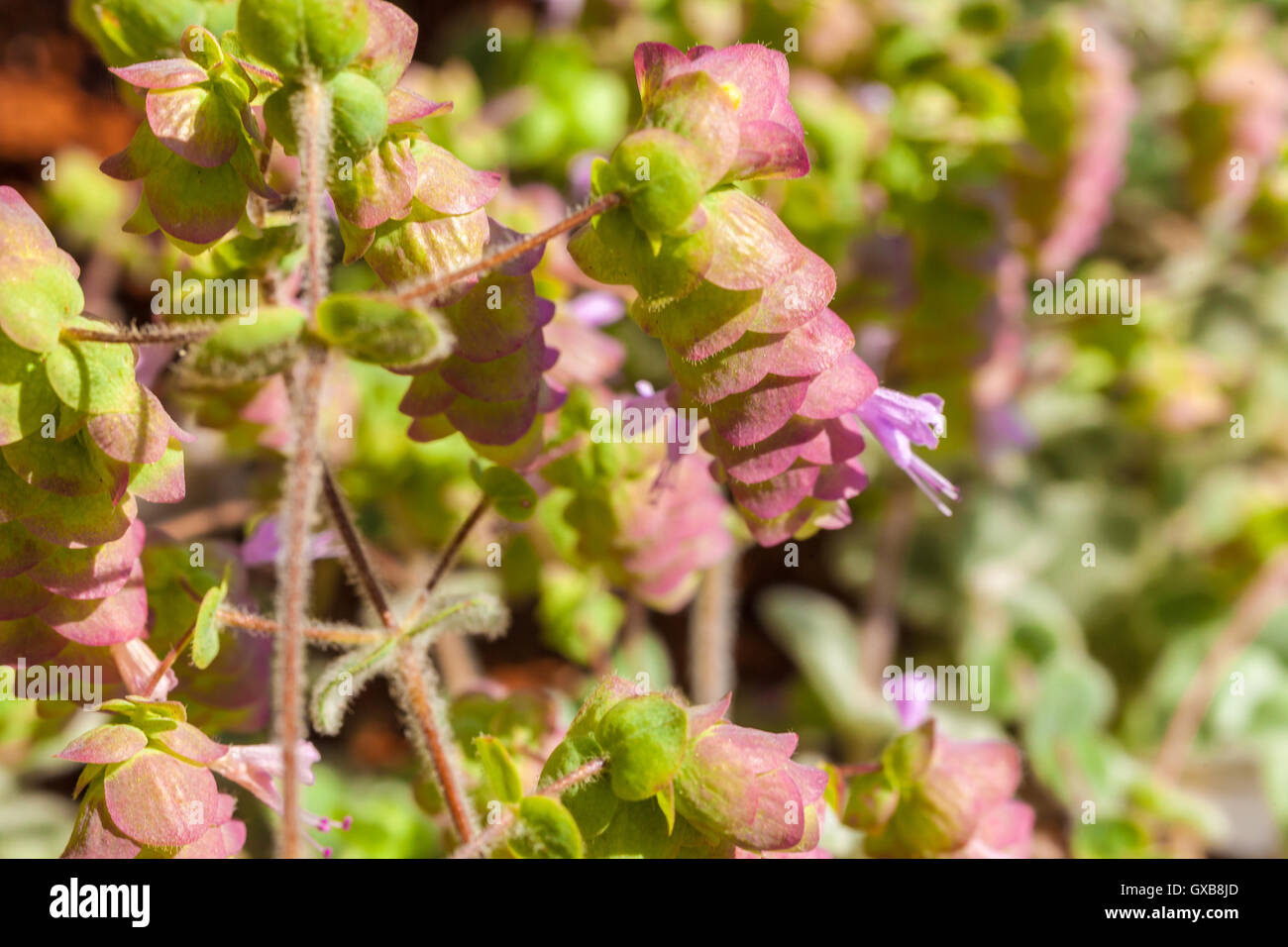 Origanum Dictamnus, Dittany di creta Herb Close-Up Foto Stock