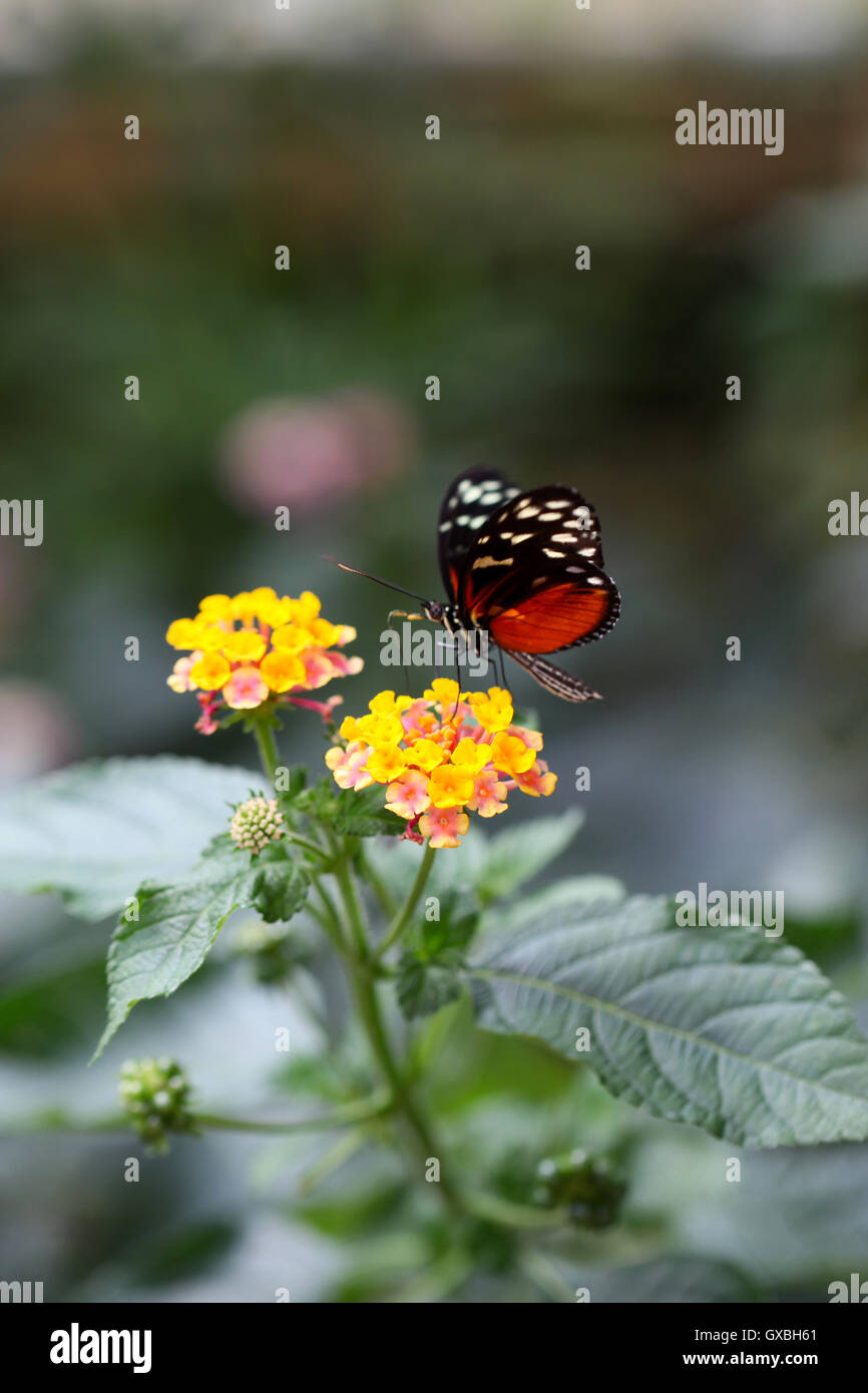 Il Heliconius Helicale butterfly, Costa Rica Foto Stock