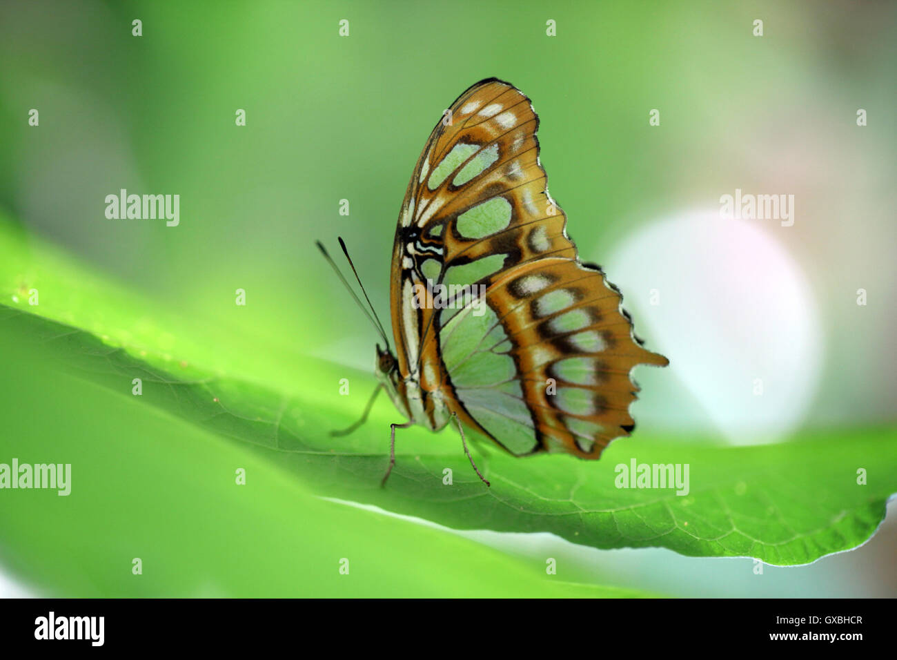Il Siproeta Stelenes butterfly, Costa Rica. Foto Stock