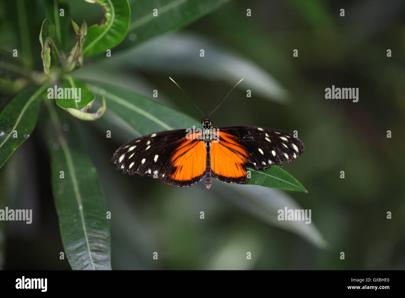 Il Heliconius Helicale butterfly, Costa Rica Foto Stock