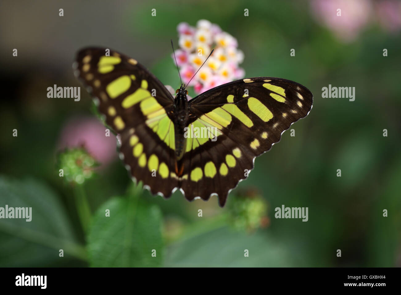 Il Siproeta Stelenes butterfly, Costa Rica. Foto Stock