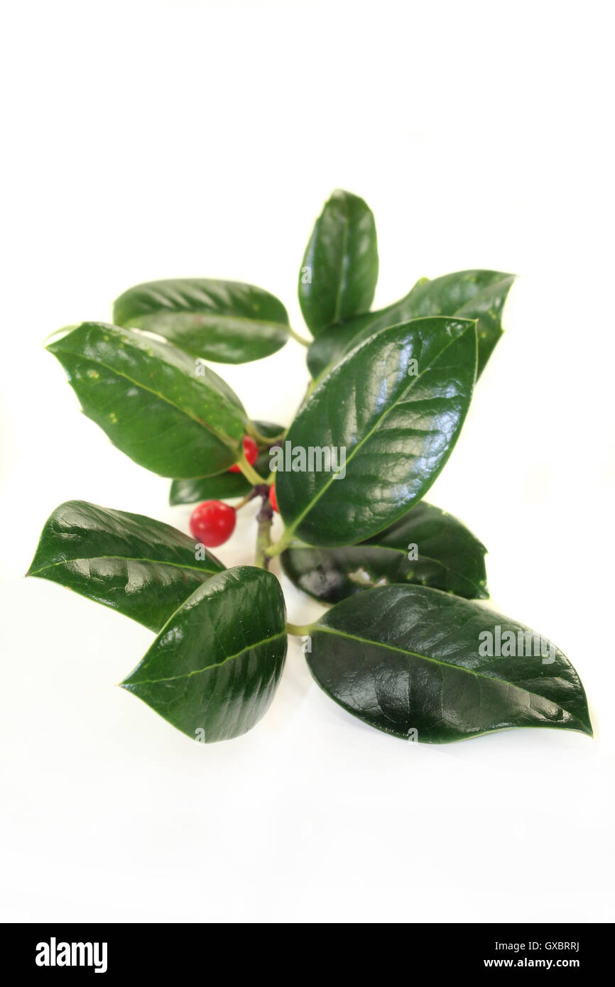 Ilex Foto Stock