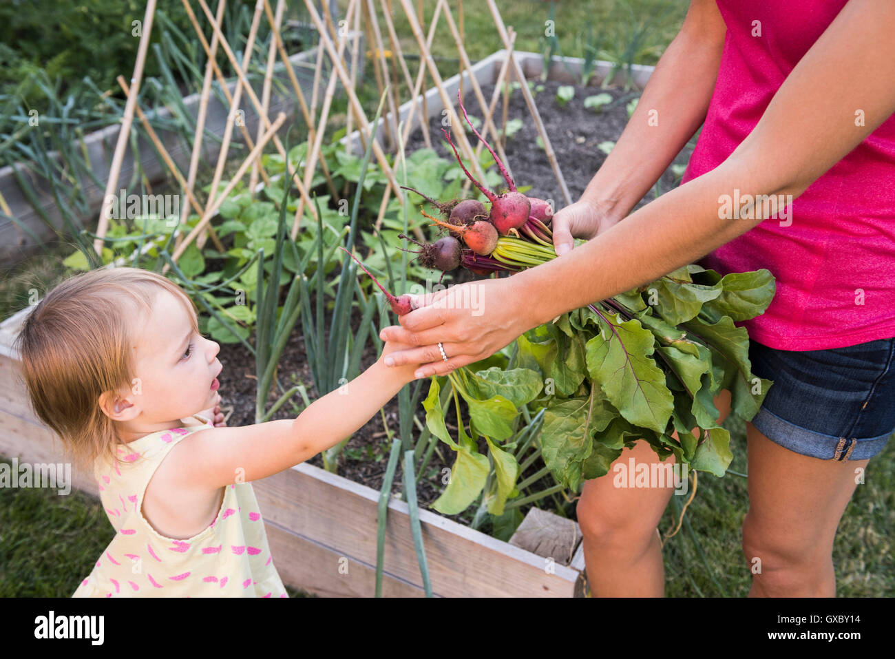 Madre e figlia giovane, giardinaggio insieme, la raccolta di ortaggi freschi Foto Stock