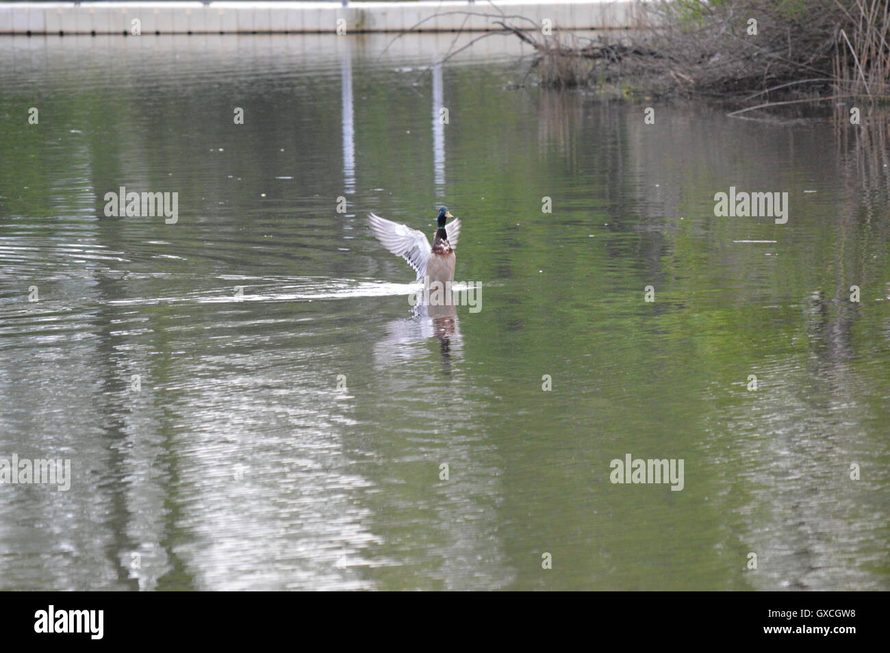 Un Mallard duck lembi le sue ali su un torrente off il fiume Magothy a Pasadena, Anne Arundel County, Maryland, Stati Uniti d'America. Foto Stock