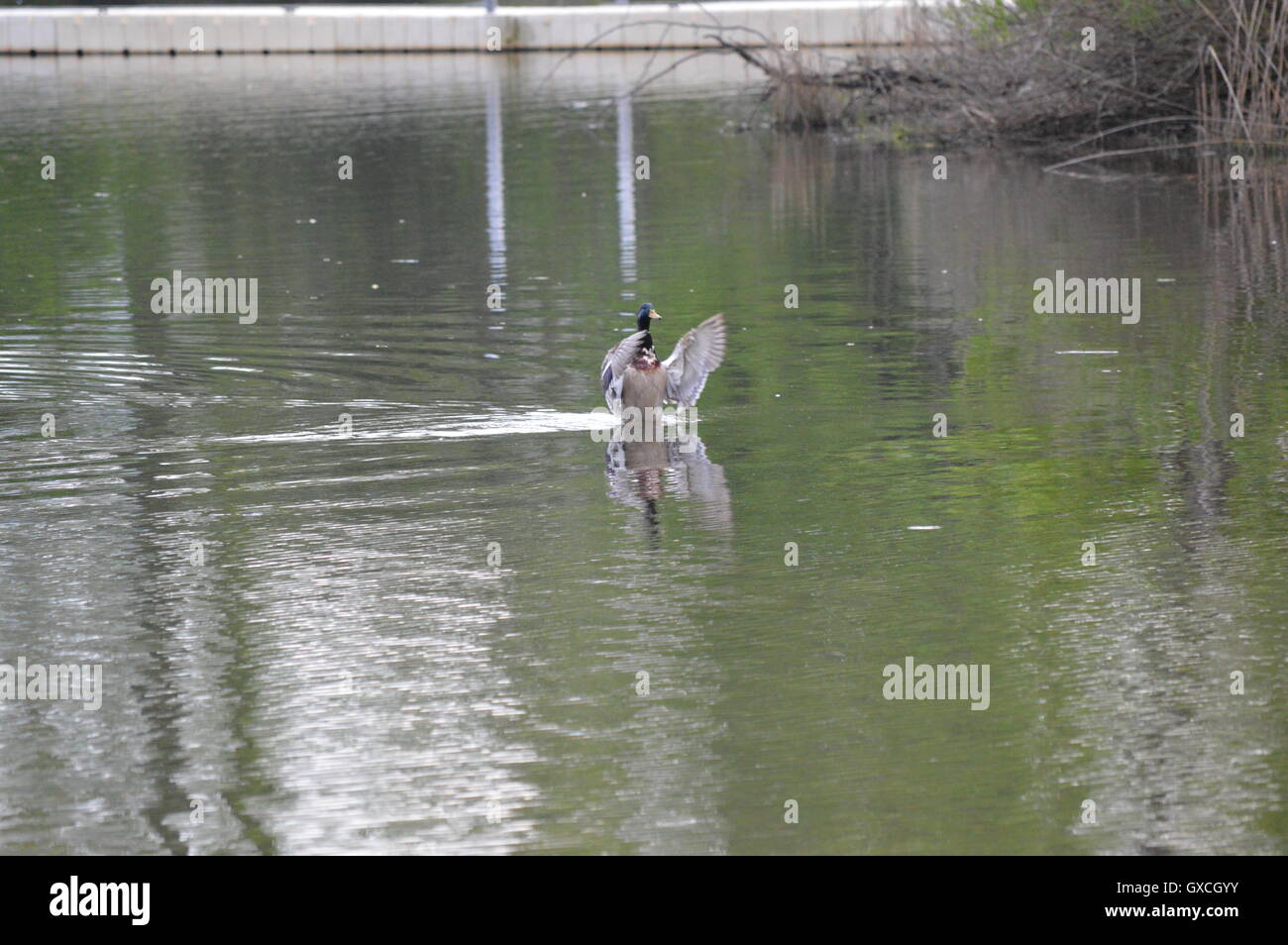 Un Mallard duck lembi le sue ali su un torrente off Sillary Bay, Magothy River, Pasadena, Anne Arundel County, Maryland, Stati Uniti d'America Foto Stock