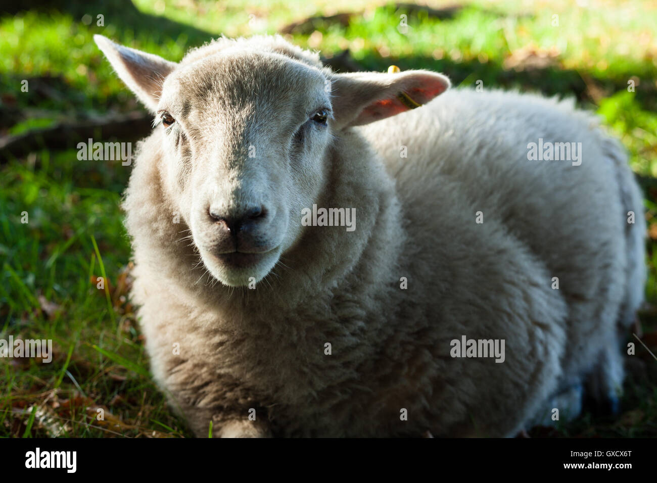 Agnello posa su un campo in erba a Lindholm Høje Foto Stock